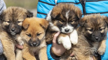 Dört küçük melez köpek yavrusunun açık hava portresi..