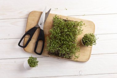 Tahta bir masada taze mikro yeşiller. Mikro yeşil roka ve tereyağı..
