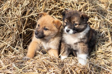 Samanlıkta iki köpek yavrusunun portresi..