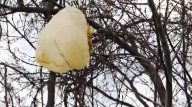 Ağaç dalına asılı plastik torba. Çevrenin plastik kirliliği.