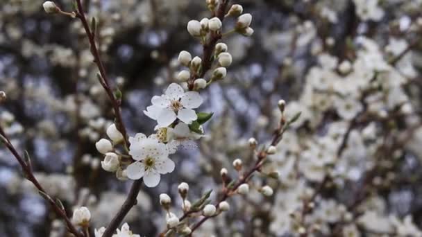 白花李树 春光明媚 花朵紧密相连 浅水区深度 — 图库视频影像