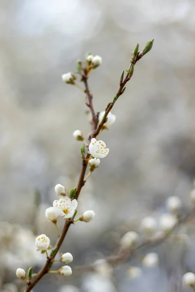 Ramo Árvore Fruto Flor Branca Flor Ameixa Primavera Profundidade Rasa — Fotografia de Stock