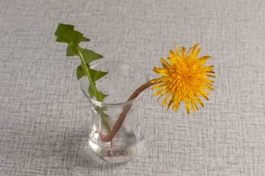 Masadaki küçük vazoda bir sarı karahindiba çiçeği..