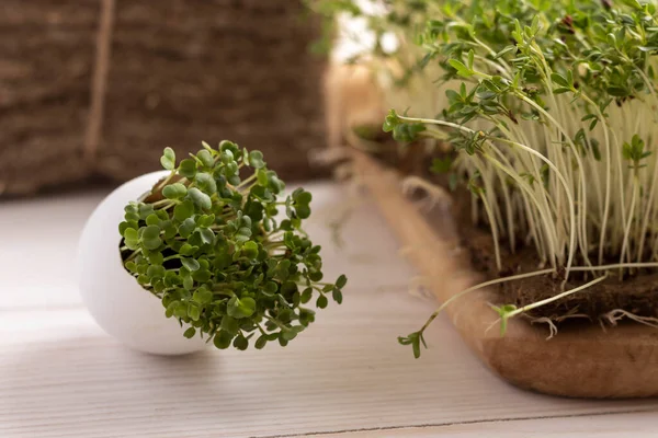 Micro Verdi Freschi Tavolo Legno Microverdi Rucola Crescione — Foto Stock