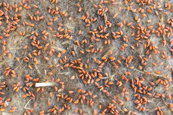 Cultivo Microgreens Estera Lino Germinando Micro Verdes Casa Primer Plano — Foto de Stock