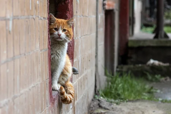 Ritratto Gatto Randagio Triste Sul Davanzale Del Seminterrato — Foto Stock