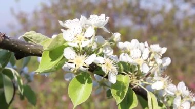 Baharda genç beyaz çiçekli armut dalı. Kapat..