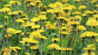 Sarı karahindiba tarlası. Yaz kır çiçekleri.