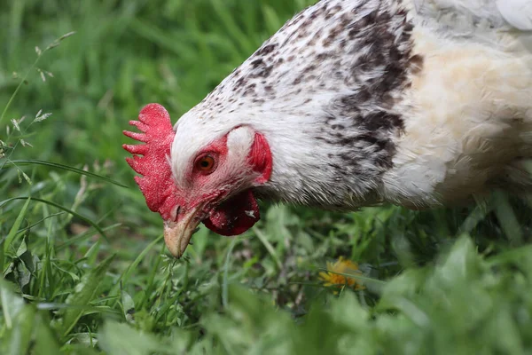 Yeşil Çimlerde Yiyecek Arayan Beyaz Tavuklar Fotoğraf Kapanışı — Stok fotoğraf
