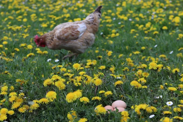 Yeşillik Tavuk Yumurtaları Çimlerin Üzerinde Doğal Organik Tarım Sığ Alan — Stok fotoğraf