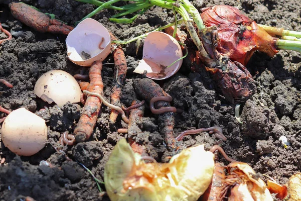 Vermigübreleme. Solucan organik atıkları gübreler.