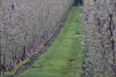 Çiçek açmış elma bahçesi. Çimenli bahçe - organik bahçe..