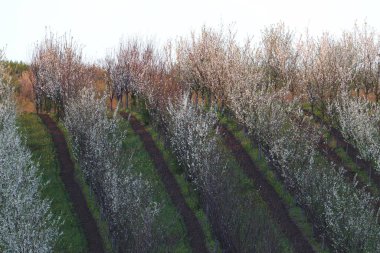 Çiçek açmış erik bahçesi. Çimenli bahçe - organik bahçe..