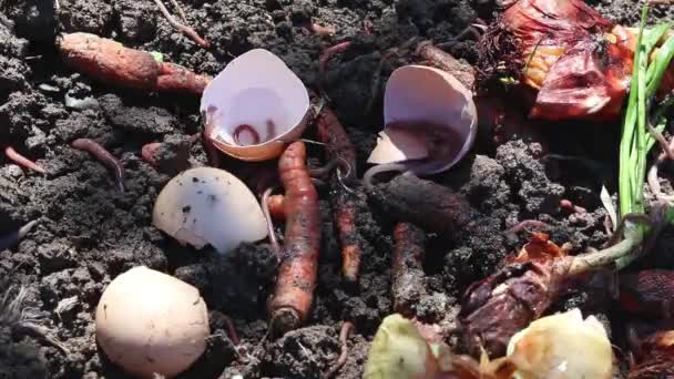 Vermicompostaje Gusanos Tierra Compost Residuos Orgánicos — Vídeos de Stock