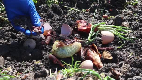 Vermicompostaje Hombre Dispersa Lombrices Tierra Desechos Orgánicos Para Compostaje — Vídeos de Stock