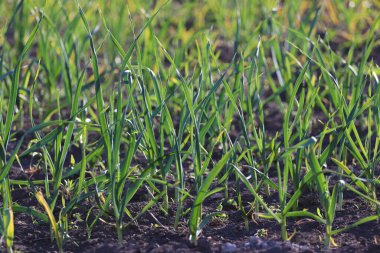Bahçe yatağında bir sırada dikilmiş sarımsak. Yeşil sarımsak yaprakları.