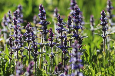 Mavi kır çiçekleri tarlası. Yaz çiçekleri arka planı.