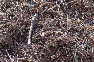 Kesilmiş odun yığını. Bir yığın dal..