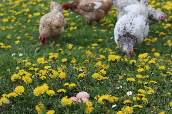 Karahindiba Tarlasında Tavuklar Tavuk Yumurtaları — Stok fotoğraf