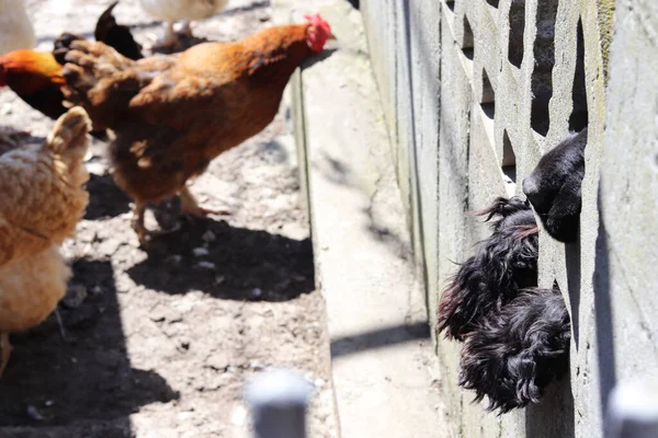 Kümesteki Tavukları Izleyen Siyah Köpek Köyde Tavuklar — Stok fotoğraf