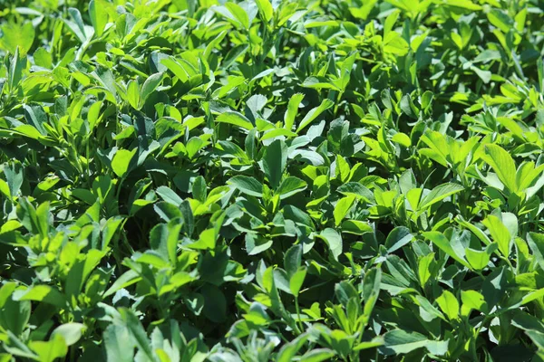 Campo Verde Alfalfa Medicago Sativa Campo Alfalfa Primavera Crecimiento Hierba — Foto de Stock