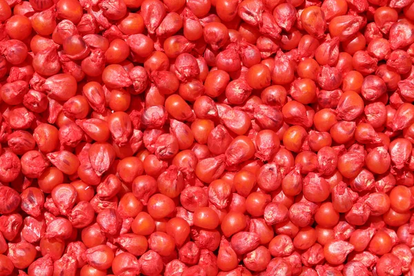 Pilha Sementes Milho Vermelho — Fotografia de Stock