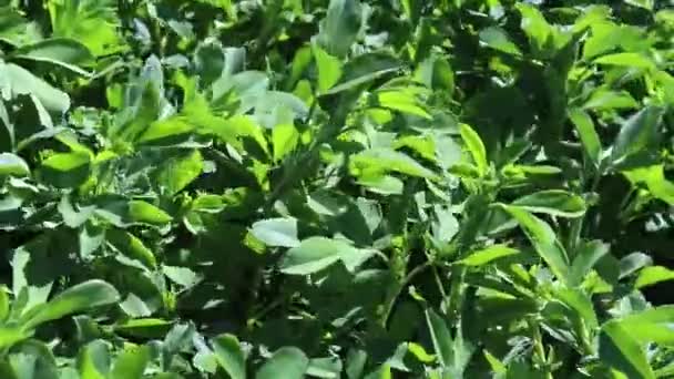 Zielone Pole Lucerny Medicago Sativa Pole Lucerny Wiosną Świeża Trawa — Wideo stockowe