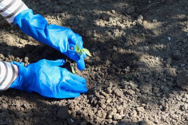 Lastik eldivenli biri yere taze bir biber eker..