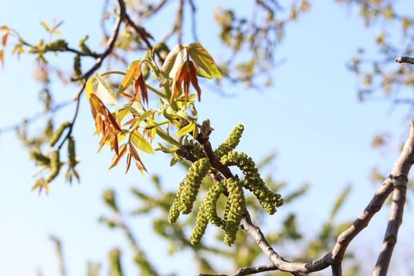 Walnut blossoms. Walnut branch with flowers in spring.