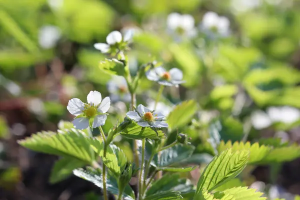 Truskawkowe Rośliny Białymi Kwiatami Ogrodzie — Zdjęcie stockowe