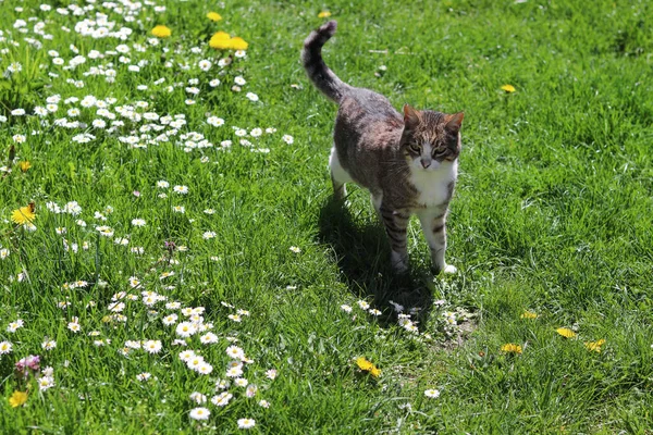 Senior Cat Walks Green Grass Beautiful Sixteen Year Old Cat — Stock Photo, Image