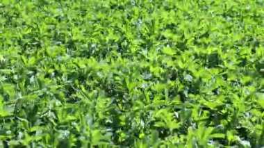 Lucerne 'in yeşil alanı (Medicago sativa). Baharda yonca tarlası. Taze ot yetişiyor..
