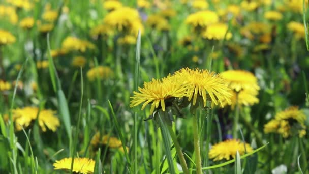 Feld Von Gelben Löwenzahn Sommerliche Wildblumen — Stockvideo
