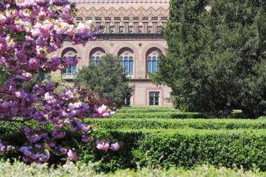 Chernivtsi Ulusal Üniversitesi. Sakura ve bölgedeki diğer yeşil bitkiler..