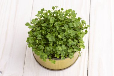 Beyaz ahşap bir masada roka mikroçeliği..