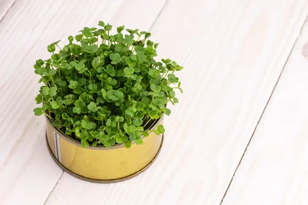 Mikrogreens Arugula Mikro Hijau Segar Berkecambah Dalam Kaleng Tua — Stok Foto