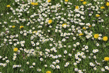 Yaz çiçekleri arka planı. Kır çiçekleri tarlası.