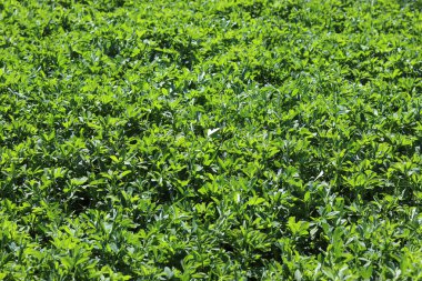 Baharda yonca tarlası. Lucerne 'in yeşil alanı (Medicago sativa). Taze ot yetişiyor..