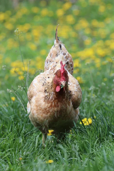 Tarlada Kırmızı Bir Tavuk Var — Stok fotoğraf