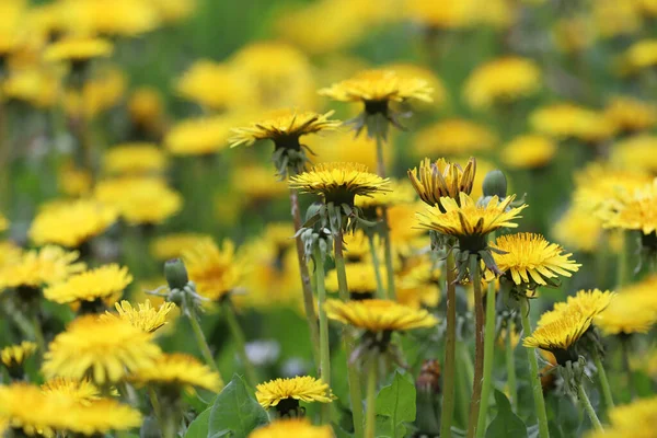 Veld Van Gele Paardebloemen Zomer Wilde Bloemen Achtergrond — Stockfoto