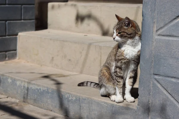 Gato Sênior Sentado Nas Escadas Casa Bonito Gato Dezesseis Anos — Fotografia de Stock