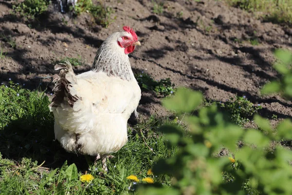 Bahçede Bembeyaz Tavuk — Stok fotoğraf