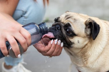 İnsan köpeğe şişeden su verir. Pug yaz sıcağında su içer..