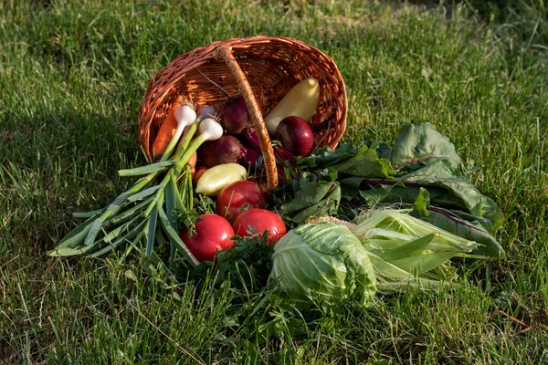 Berbagai Sayuran Yang Tersebar Dari Keranjang Wicker Foto Luar Ruangan — Stok Foto