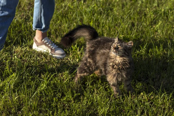 Młody Puszysty Kot Kąpie Się Słońcu Zielonym Trawniku — Zdjęcie stockowe