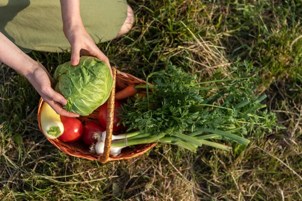 Wanita Kebun Menempatkan Sayuran Dalam Keranjang Wicker — Stok Foto