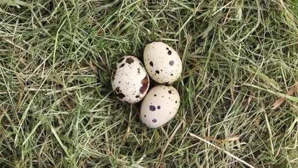 Free Range Quail Eggs Hay Nest Three Organic Farm Eggs — Stock Video