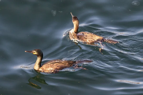 Kormorane Phalacrocorax Carbo Schwimmen Meer Schwarzer Shag Auf Wasserwellen — Stockfoto