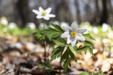 Ormanda beyaz orman şakayığı çiçekleri. Anemonoides nemorosa.
