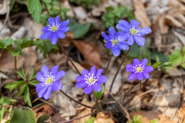 Ormanda mavi anemon hepatikası çiçekleri. Hepatica nobilis.